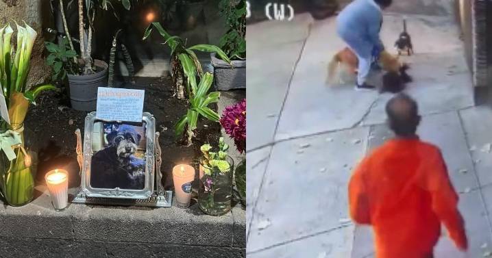 'Justicia para Doddy': Perro sin correa mata a otro en Benito Juárez; señalan omisiones