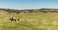 Ferguson to sell quality $8.5m Southern Tablelands property