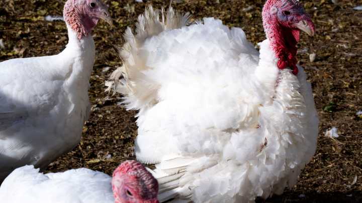 Turkey pardons? Blue laws? Fun facts and weird laws…