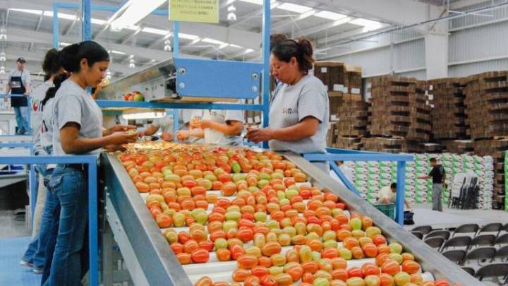 Trump firmaría orden para reducir aranceles a alimentos, entre ellos al tomate: Bloomberg