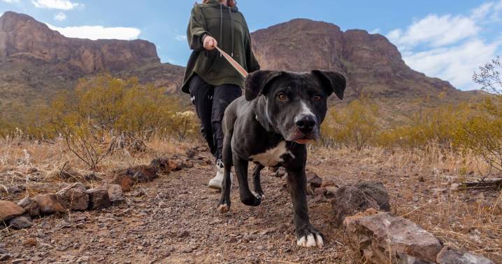 Walk shelter dogs at Picacho Peak State Park this season