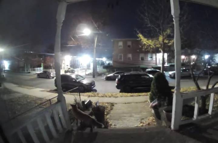 Watch: Fox makes itself at home on Staten Island front porch