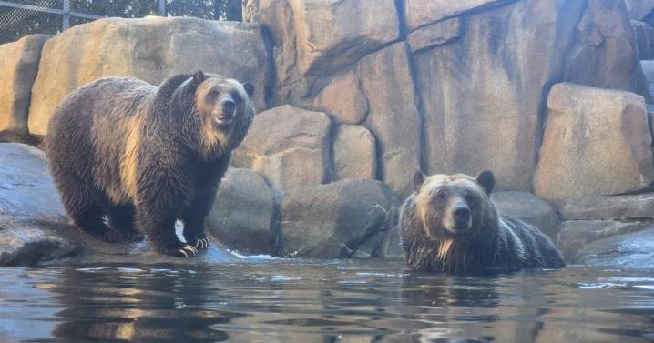 Lincoln Park Zoo welcomes brown bears (after 46 years) and rare new penguin chick