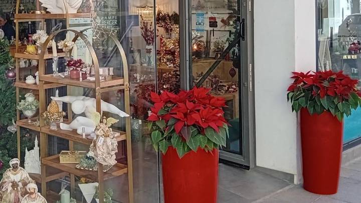Los comercios de Almendralejo pueden solicitar maceteros con flor de Pascua para Navidad