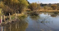 Landowner Habitat Enhancement Program in Idaho maintains, develops, improves fish and wildlife habitat
