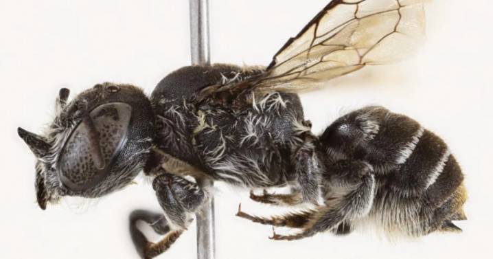 ¡Increíble hallazgo! Así es la "diabólica abeja" que habita los campos mineros de Australia