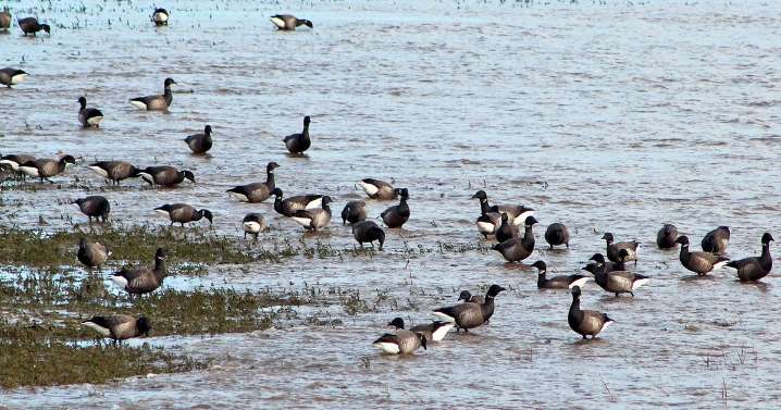Nature lovers urged to tread carefully as winter birds return