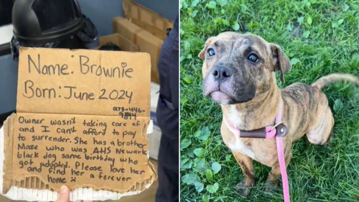 New Jersey Driver Spots Dog Left On The Side Of The Highway With A Note That Breaks Everyone’s Heart