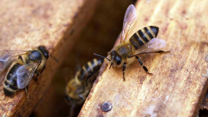 Alertan por Presencia de Abejas Tras Caída de Enjambres en la Carretera Nacional en Santiago