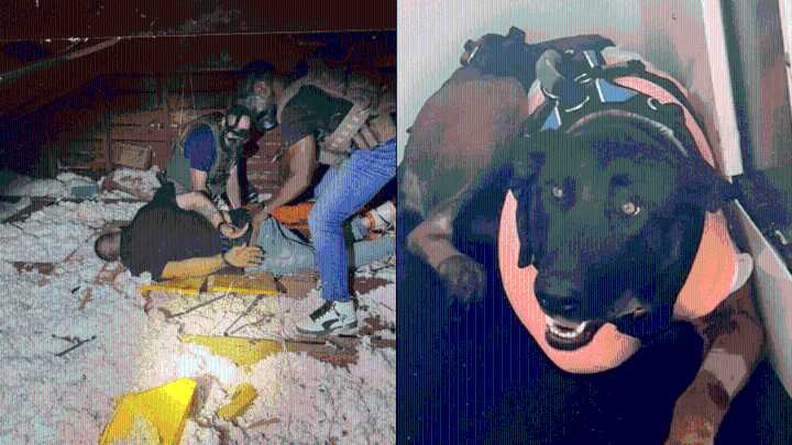 Man linked to injury of Southaven police K-9 captured in attic of Tennessee home