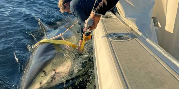 Largest male great white shark ever recorded pinged off US coast