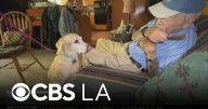 Dog missing for nearly two weeks in LA reunited with 93