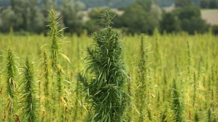 New Mexico Department of Justice warns retailers about selling unregulated 'hemp' products