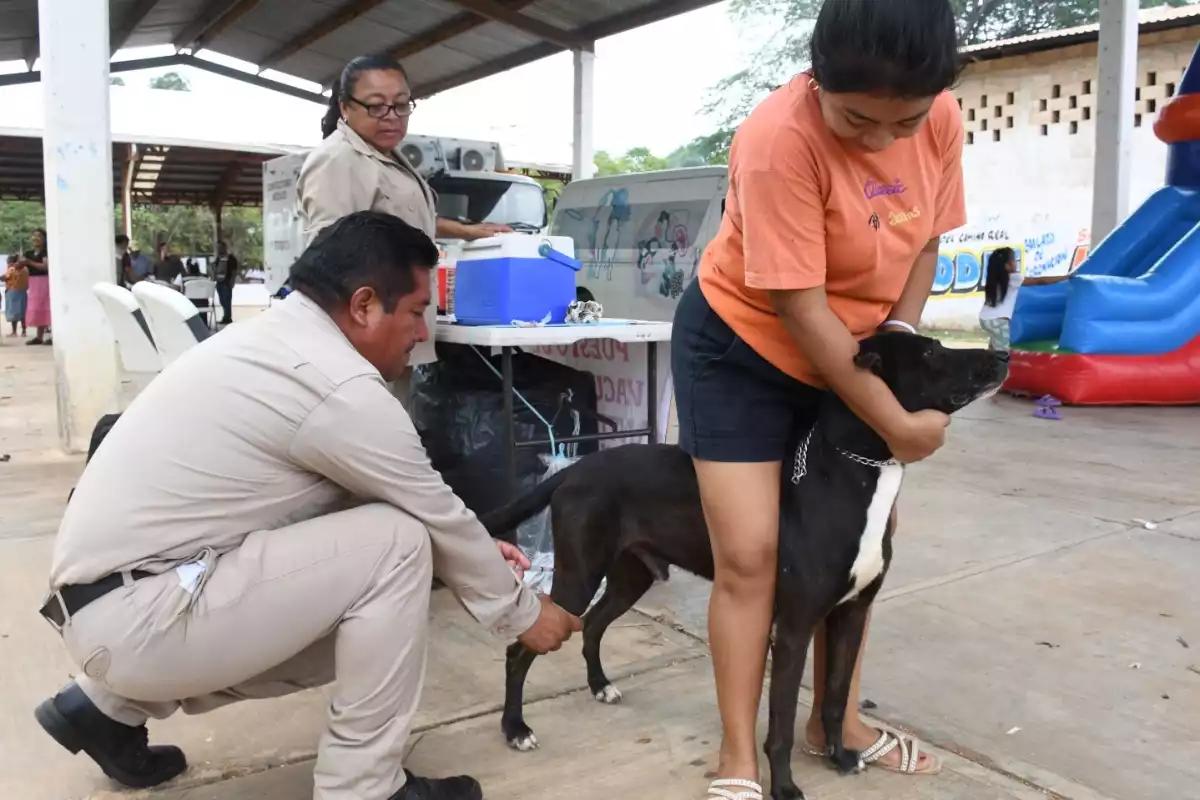 Vacunación antirrábica gratuita en Campeche este jueves 6 de noviembre: municipios y horarios