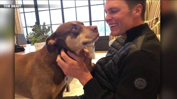Meet Junie, Tom Brady’s cloned dog