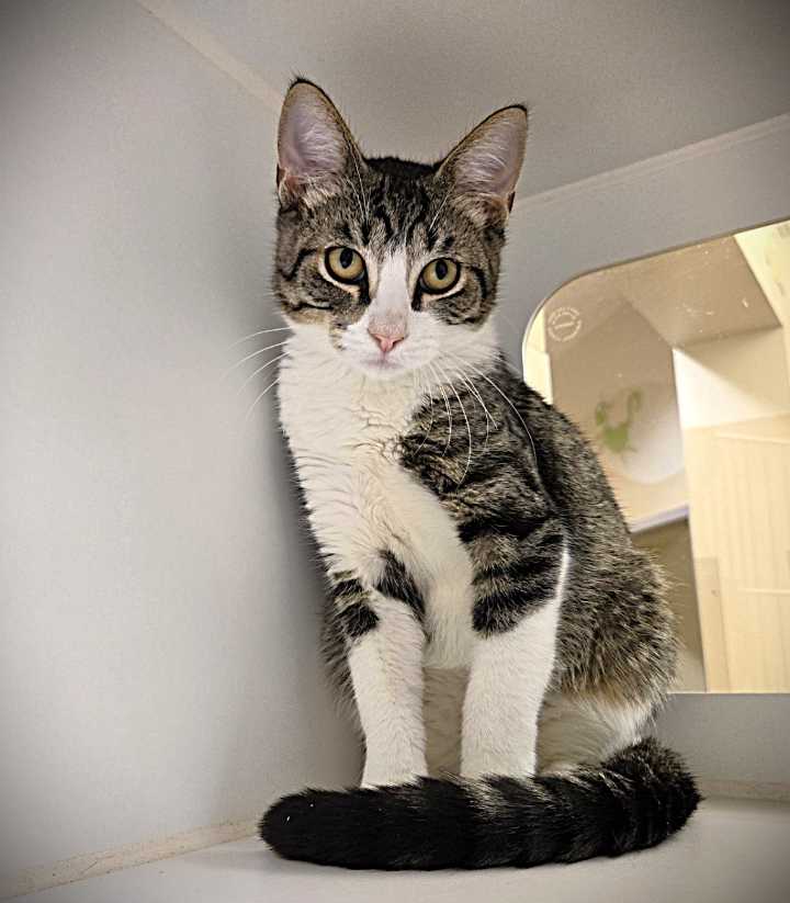 This week’s Galveston County Animal Resource Center Pets of the Week are Thompson and Daisy.