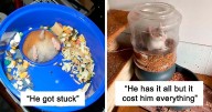 38 Poor Animals Who Ran Out Of Luck And Got Stuck While Eating