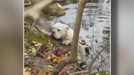 Dog rescued after falling into frigid creek in Chester County