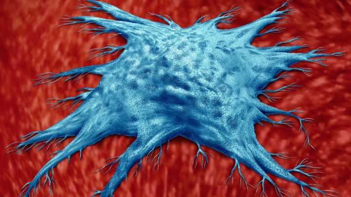 Scientists Have Discovered a Special Type of Immune Cell That Slows Aging