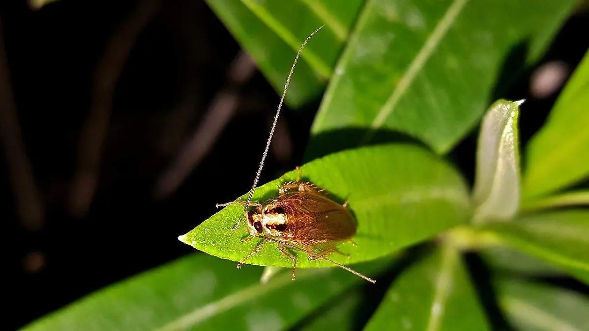 ¿Tus plantas tienen plaga? Los remedios naturales son lo mejor