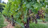 American Wine Society competition 2025: Which Eastern producers won double gold?