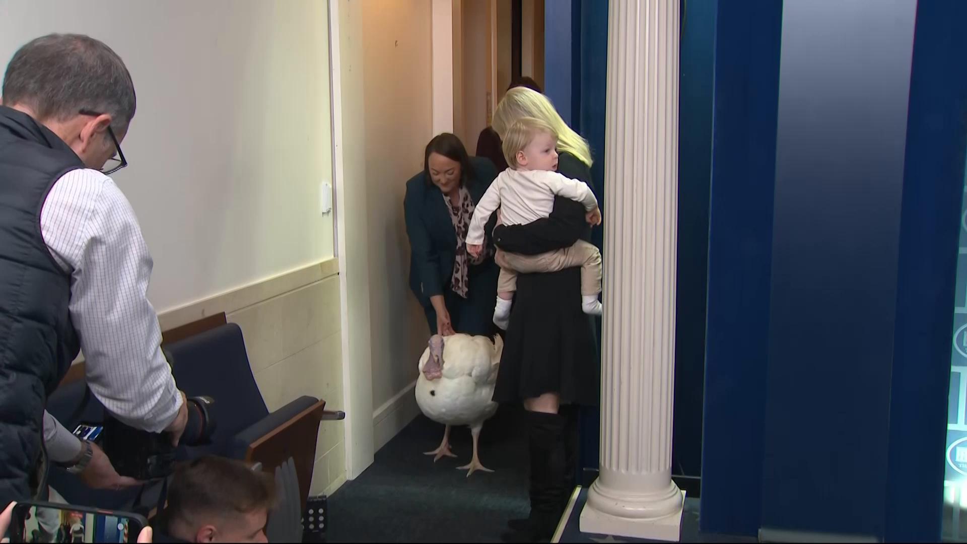 One of the turkeys that Pres. Trump will pardon appeared in the briefing room ahead of the ceremony