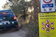 El Govern pide la intervención del Ejército en la crisis de la peste porcina tras encontrar más jabalíes salvajes muertos en la misma zona de Barcelona
