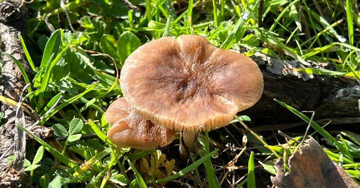 Las últimas lluvias triplican los permisos micológicos expedidos en los 15 acotados de Castilla y León, entre los que se encuentra Salamanca