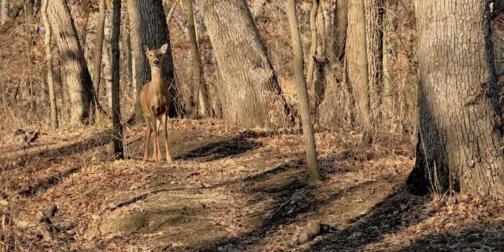 Iowa’s 25-year wildlife action plan open for public comments