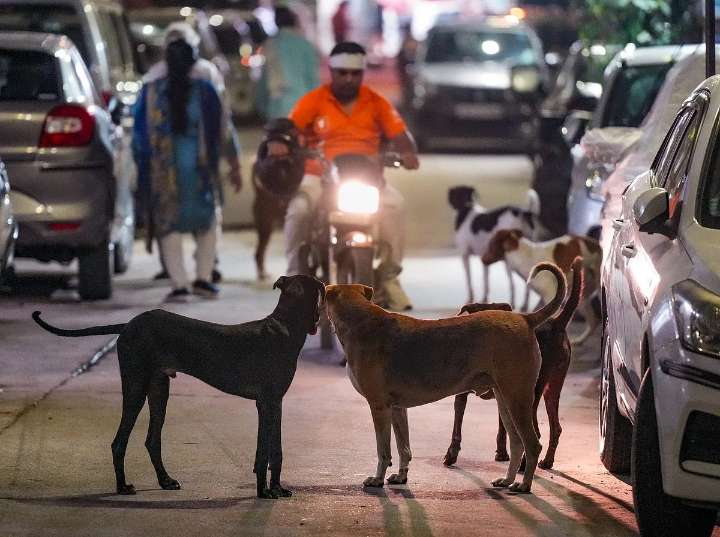 Supreme Court Directs Removal Of Stray Dogs From Institutional Areas, Animals From Highways