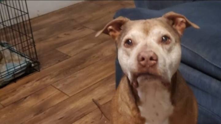 Missouri Family’s Worst Fear Comes True When Their Senior Dog Vanishes Into The Night