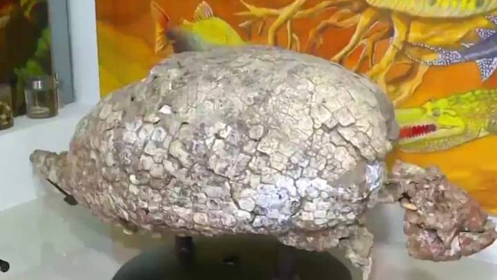 Descubren fósil de tortuga de 13 millones de años y la nombran en honor a Shakira