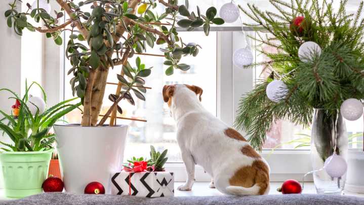 10 Festive Plants That Make A Great Alternative To The Christmas Cactus
