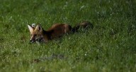 Fox shot, paralyzed in Ontario town prompts animal cruelty investigation