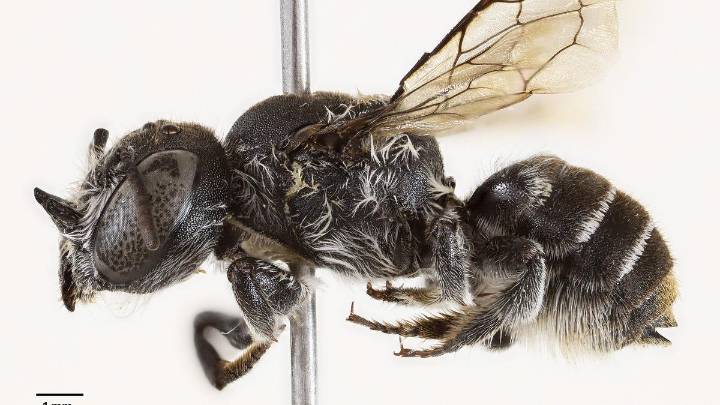 Megachili (Hackeriapis) Lucifer: New bee species discovered near Bremer Range region