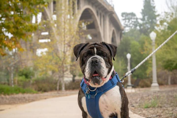 Column: Longer-stay shelter dogs show best selves at Hidden Gems