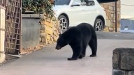 'Irresponsible behavior;' TWRA reacts to viral video of bear in Gatlinburg