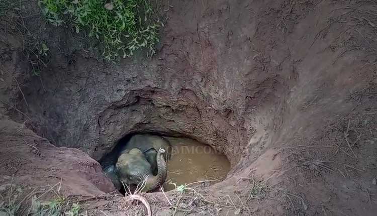 Elephant Calf Slips Into Well In Balangir, Rescue Efforts Underway
