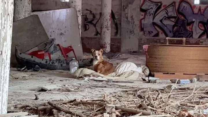 Pup Huddled In A Decaying Building In Missouri Tries To Stay Warm As Help Finally Arrives