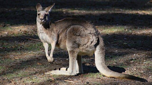 Brave Kangaroo Carries Mennonite Tourists to Safety