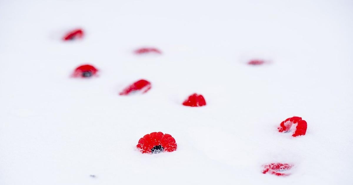 'It's about all of us': Armed Forces, veterans gather for Remembrance Day in Montreal
