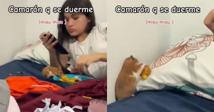 “El hámster: gracias por la comida humana, que Dios te lo pague”: joven es superado por su hámster al comer