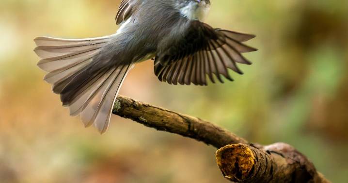 A songbird gets too close for comfort to some birders