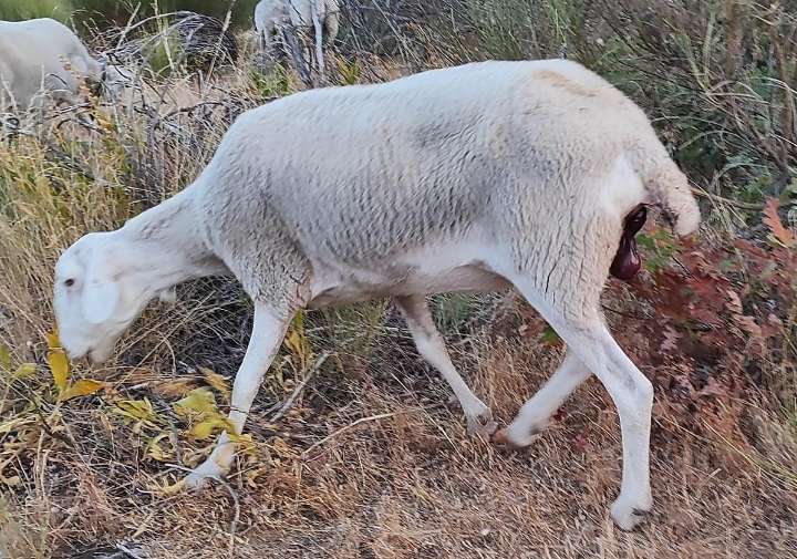 «Es frustrante: vacunas y cumples protocolos y no consigues detener la lengua azul»