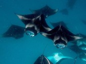 Over 70 shark, ray species win new wildlife trade protections