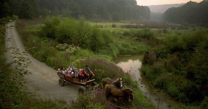 Josie Mitchell · Abridged Cow Skeleton: Kate Riley’s ‘Ruth’