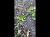 Watch out for falling iguanas! What to know when you see the reptiles in cold weather