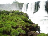 Descubren cómo sobrevive una planta endémica de las Cataratas del Iguazú