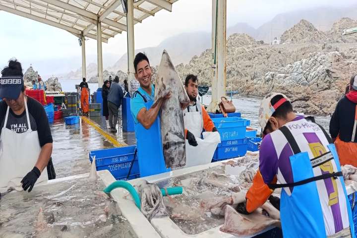 Gobierno establece cuota complementaria de pota y autoriza reinicio extractivo desde hoy