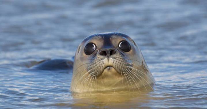 Search for 'person in water' in Aberdeen river turned out to be seal